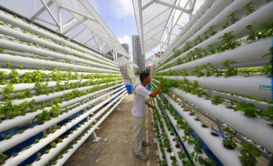 Japan Launches 1st Automated Farm | Financial Tribune